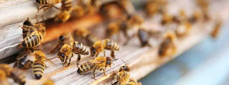 5 GRZECHÓW pszczelarza przygotowującego pasiekę do zimowli