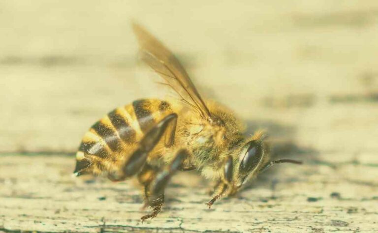Błędy pszczelarza, które osłabiają pszczoły