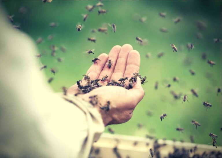 Co Ci daje zrozumienie w jaki sposób prawidłowo stymulować pracę organizmu pszczoły?