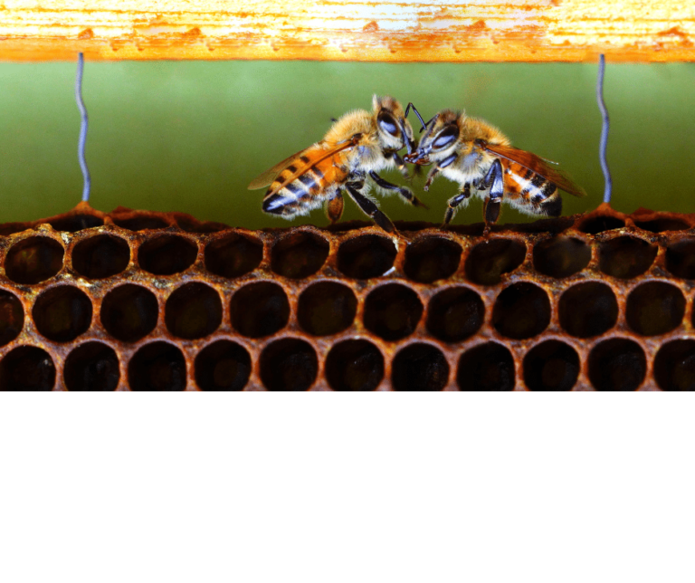 Czego do tej pory nie wiedziałeś na temat ciała tłuszczowego i czy pszczoła może mieć nowotwór?