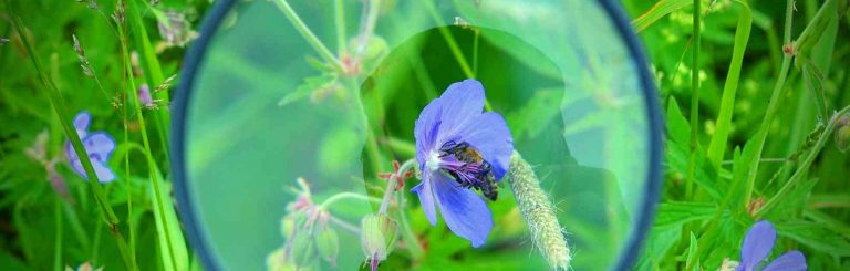 Podgatunki/rasy i linie pszczół – prawdy i mity z perspektywy profesjonalego hodowcy