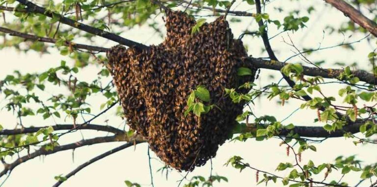 Nastrój rojowy a współczesna gospodarka pasieczna.