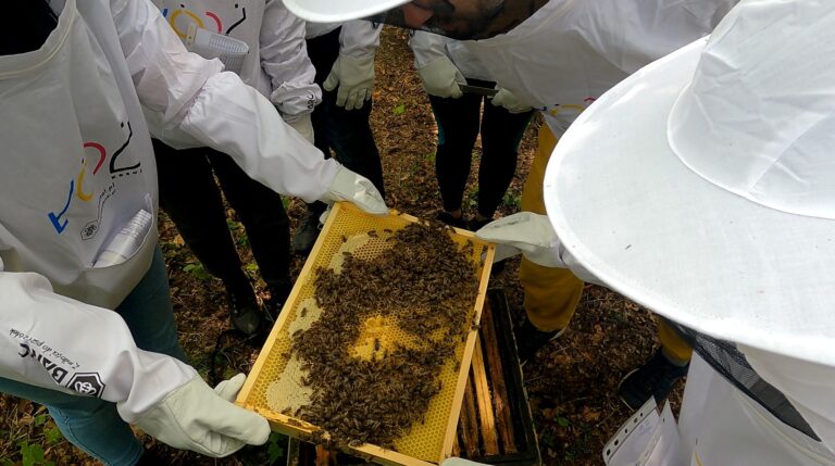 5 Najczęstszych Błędów Początkującego Pszczelarza