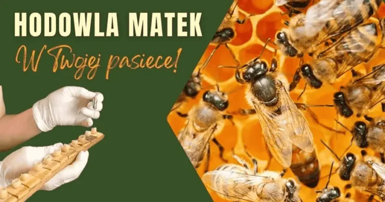 Wychów matek pszczelich we własnej pasiece