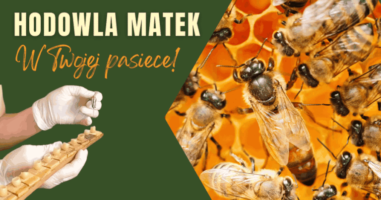 Wychów matek pszczelich we własnej pasiece